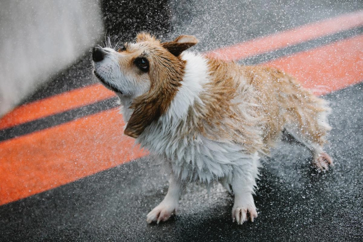 Если пес не любит гулять в плохую погоду, используйте лакомства.