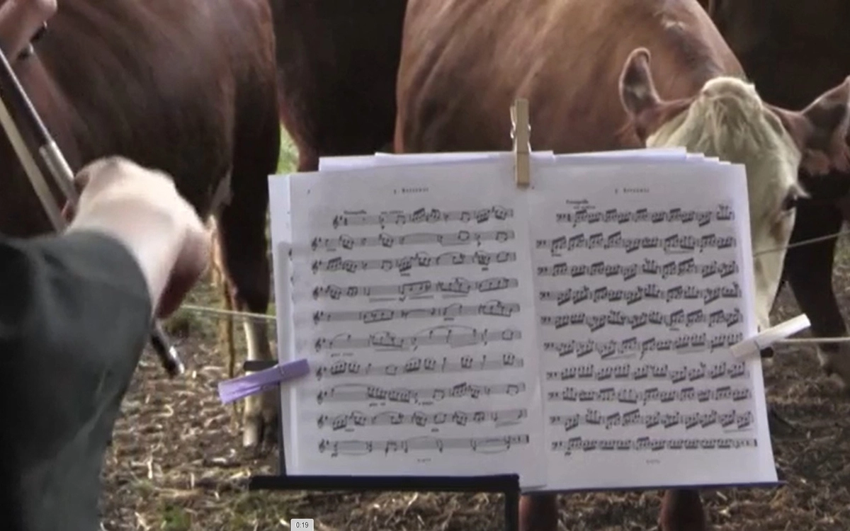 Считается, что музыка помогает животным снять стресс и улучшить самочувствие. Считается, что музыка помогает животным снять стресс и улучшить самочувствие.