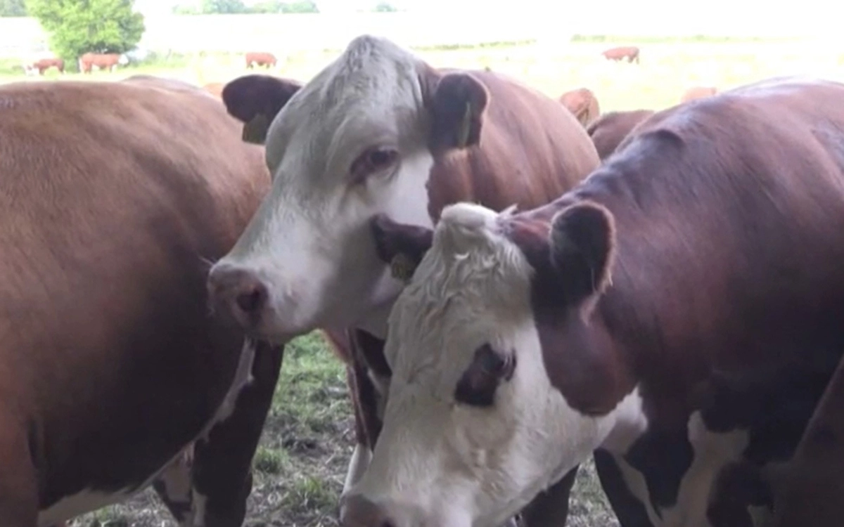 Коровы оказались очень благодарной публикой. Коровы оказались очень благодарной публикой.