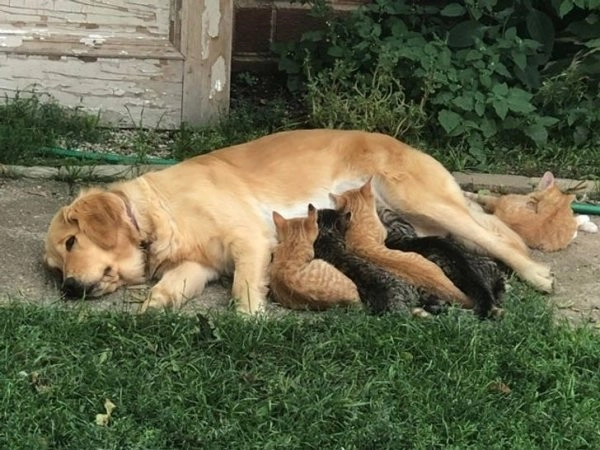 Кажется, они сами выбрали себе новую маму, а у той не было выбора. 