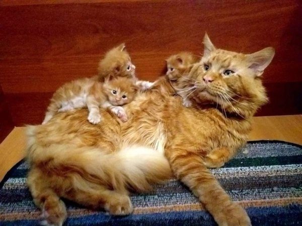 А это гордый отец. 