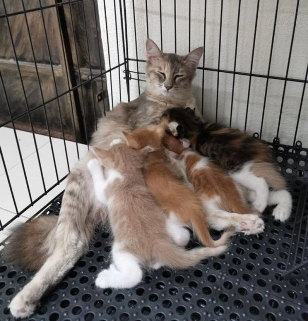 Уставшая многодетная мать. 