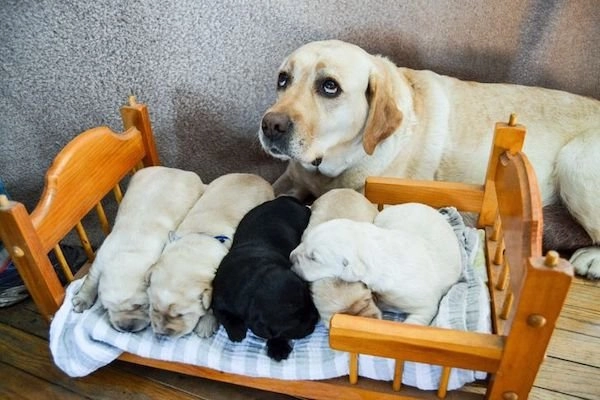 Какая у щенят чудесная кроватка. 