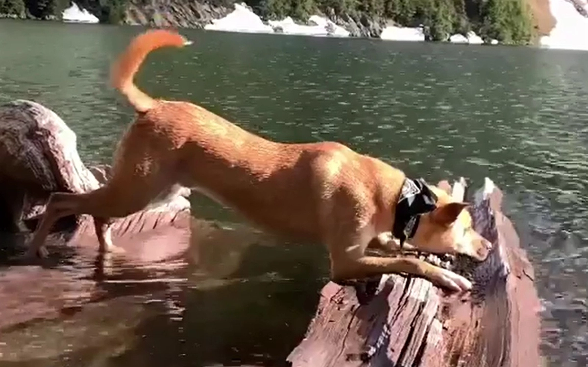 Однажды пёсиль оказался в реке, стоя между двумя разъезжающимися в разные стороны бревнами.