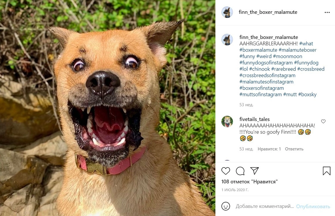 Типичный Финн.