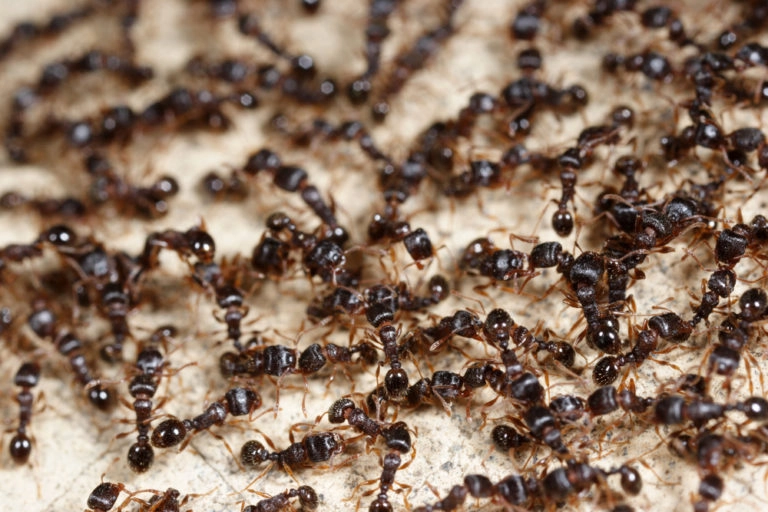 Общий вес всех муравьев на нашей планете превышает вес всех людей. 