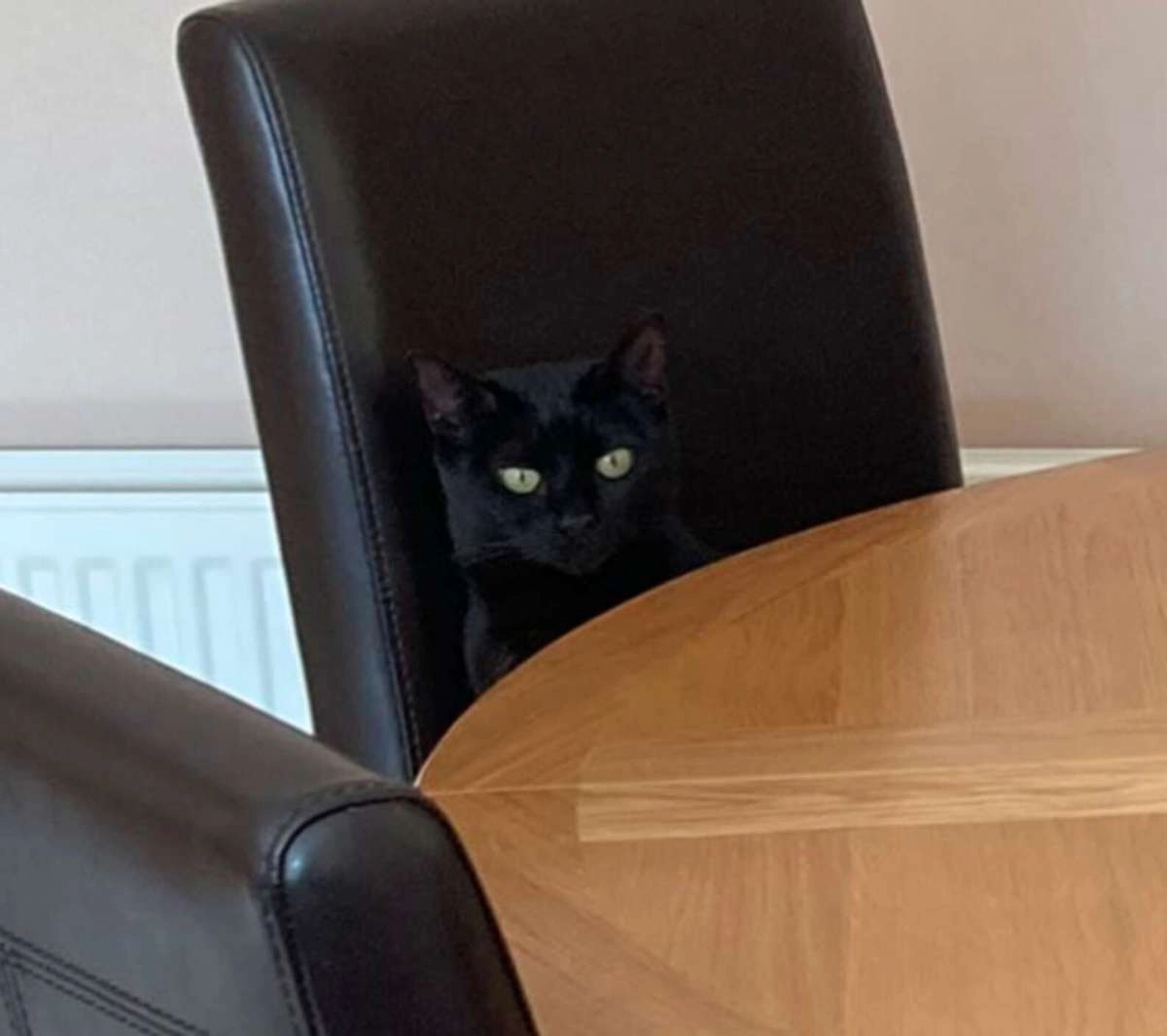 Кошка удобно устроилась на черном кожаном стуле и почти слилась с ним, поэтому девушка не сразу ее заметила. 