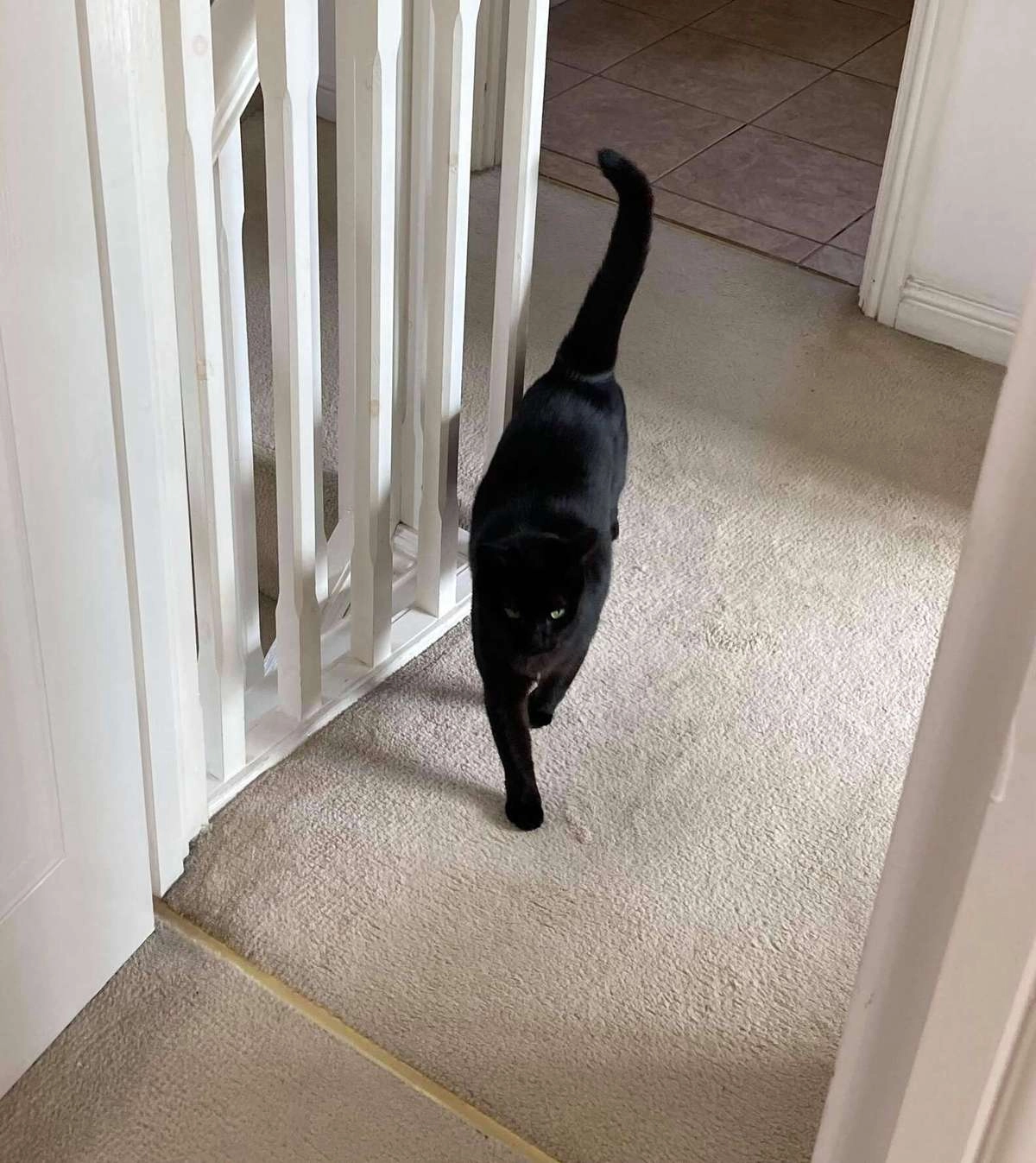 Пушистая отправилась на экскурсию по дому Клэр.