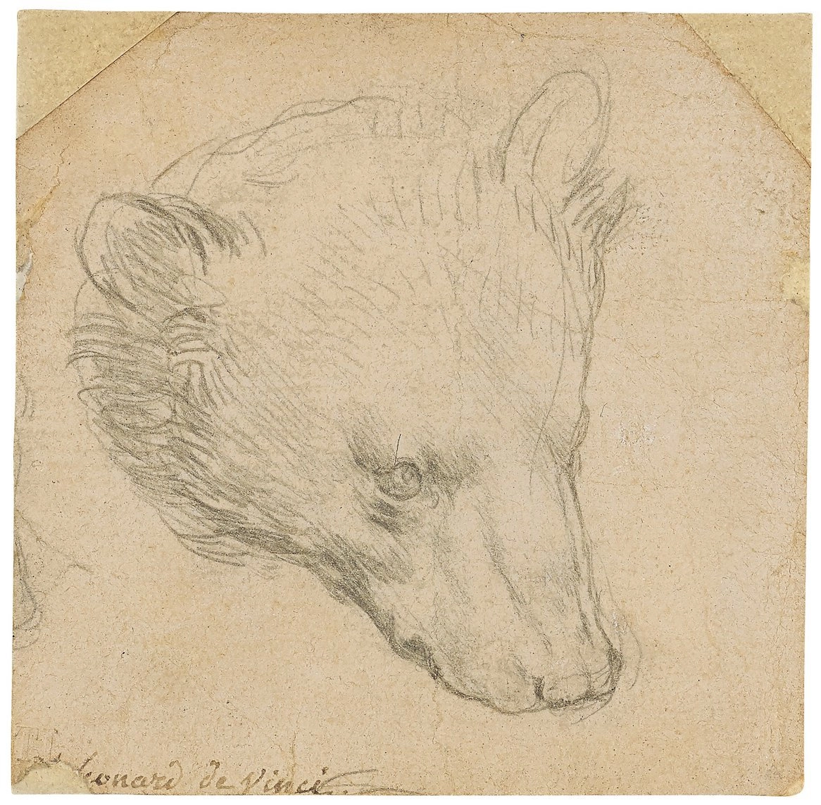 рисунок головы медведя