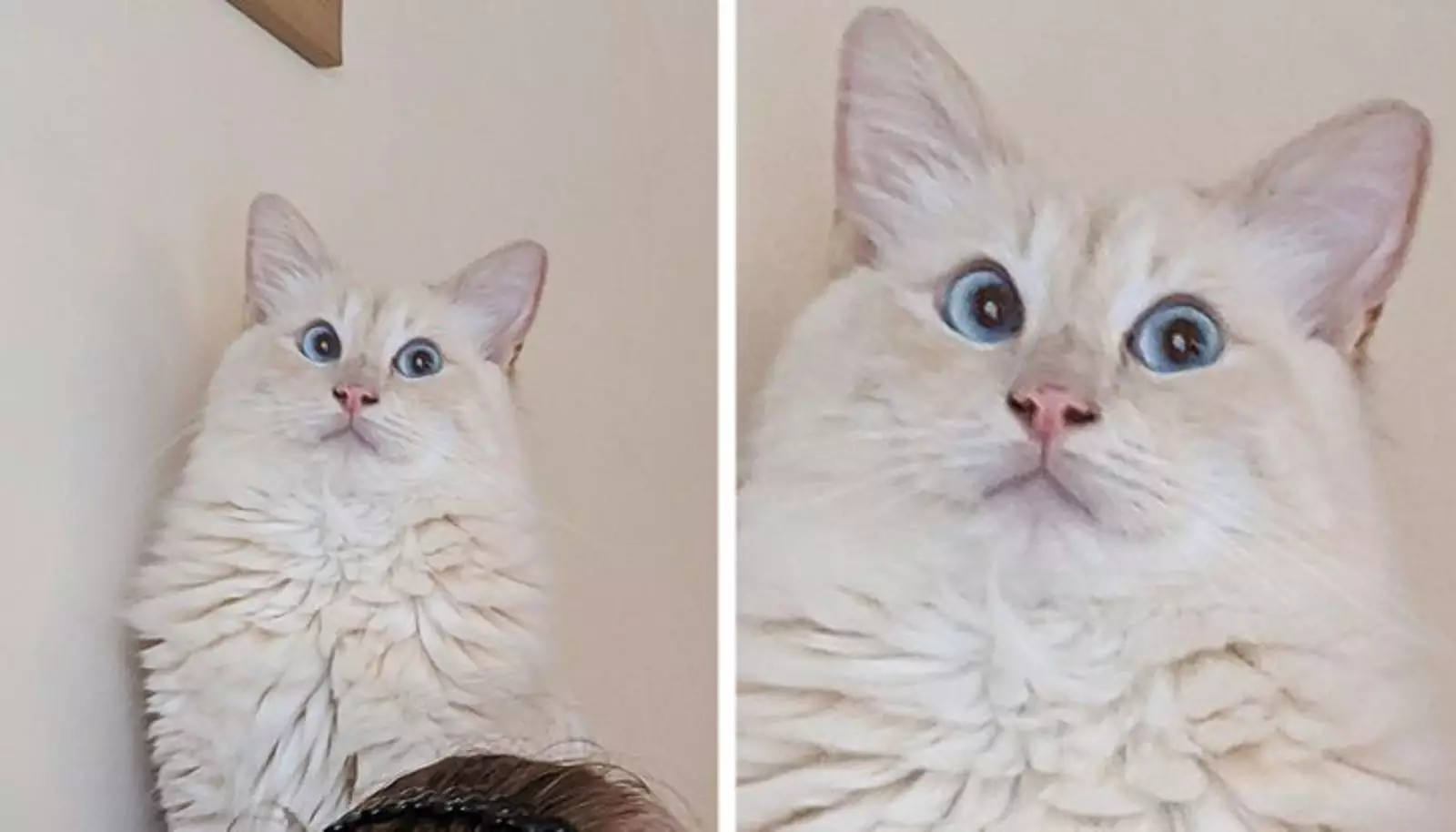 “Колбаса? Какая колбаса?”. “Колбаса? Какая колбаса?”.