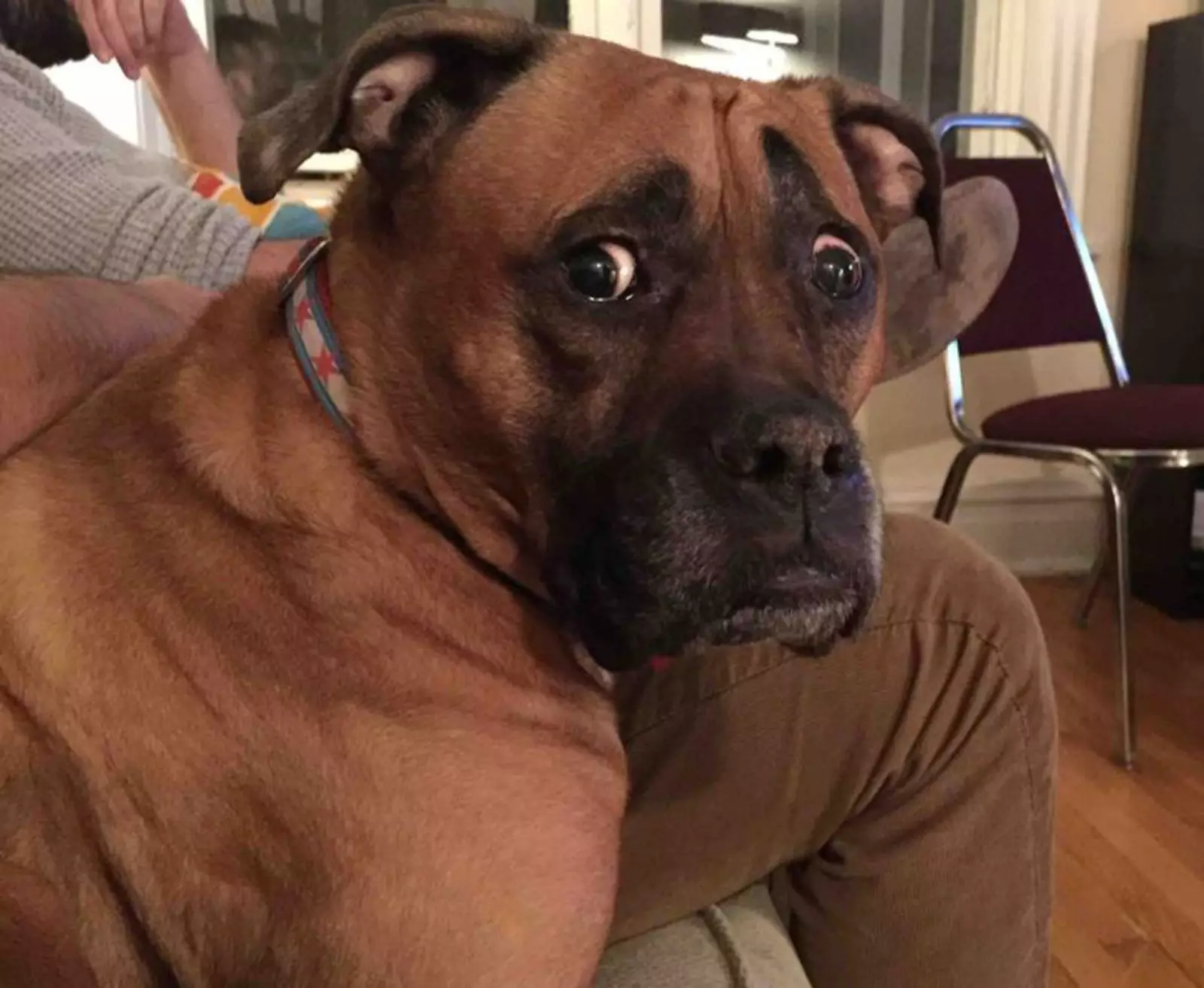 Вот что бывает, когда не делишься с псом едой. Вот что бывает, когда не делишься с псом едой.