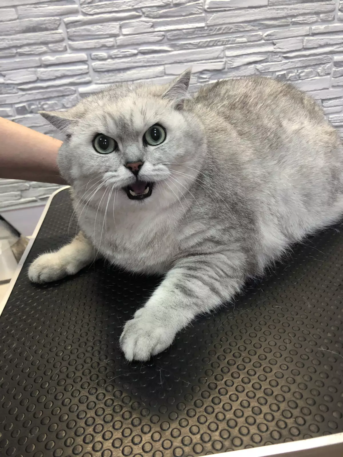 Недовольный кот, которого посадили на диету, на приеме у ветеринара. Недовольный кот, которого посадили на диету, на приеме у ветеринара.