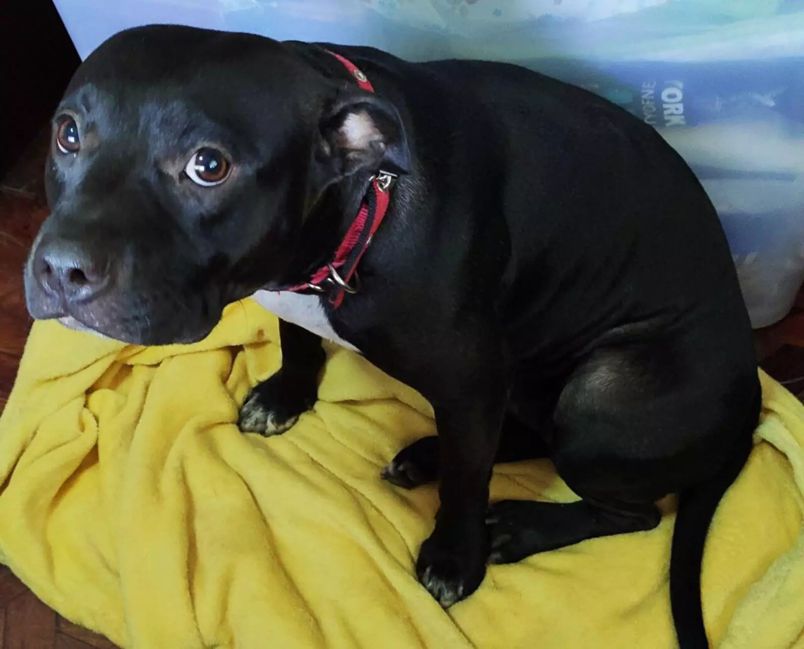 Ну как их не прощать после такого взгляда, способного растопить любое сердце? Ну как их не прощать после такого взгляда, способного растопить любое сердце?