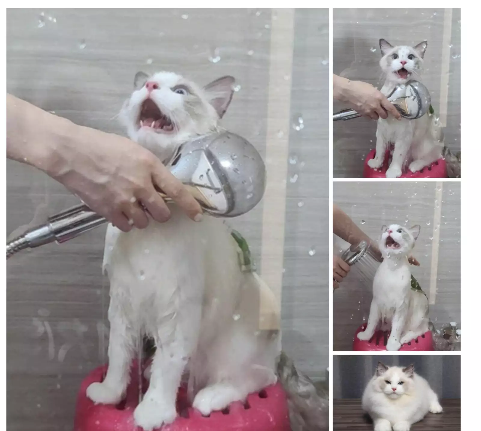 Драма в четырех актах. Драма в четырех актах.