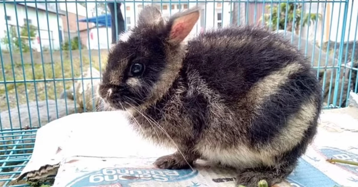 Так выглядит суматранский кролик