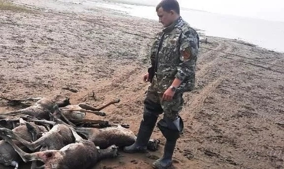 Инспектор Беляев и кладбище оленей