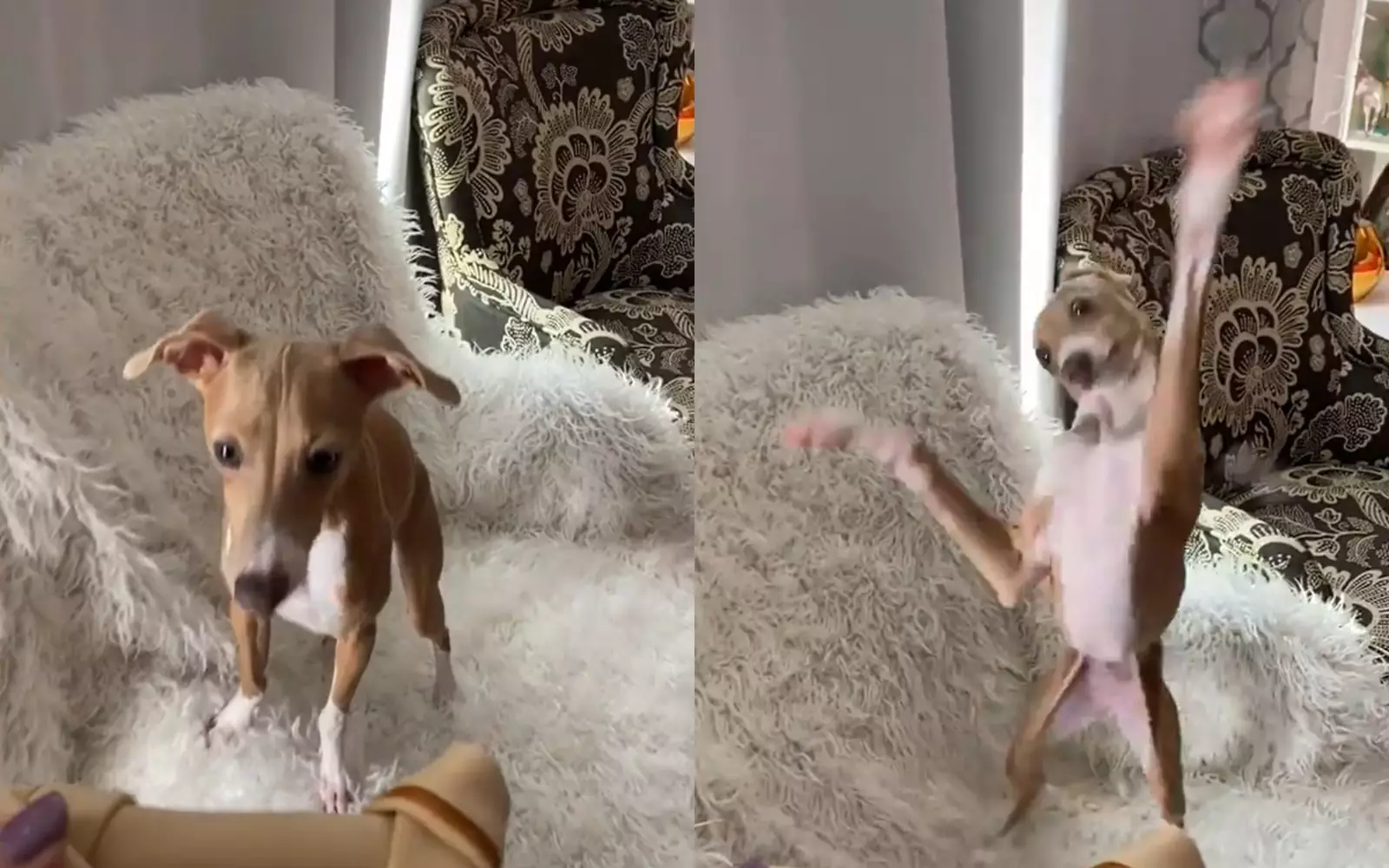 Танцующий пес.