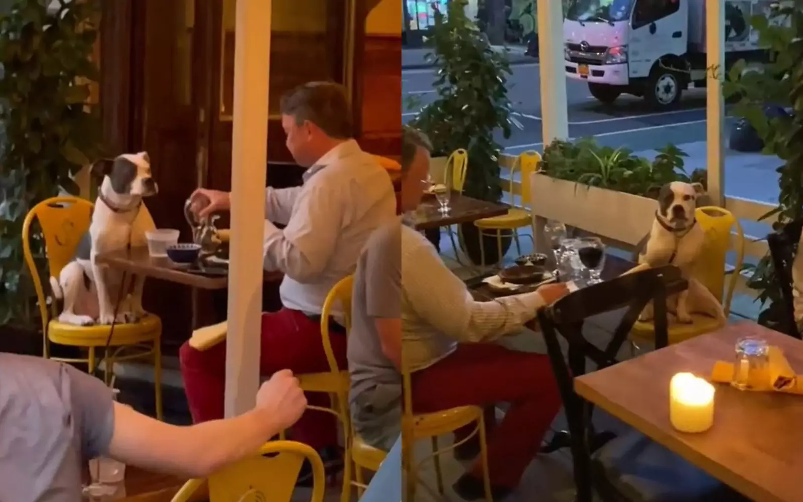 Сидящие в ресторане мужчина и пес.