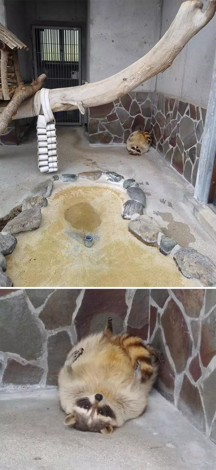 “Этот енот из зоопарка мое тотемное животное». “Этот енот из зоопарка мое тотемное животное».