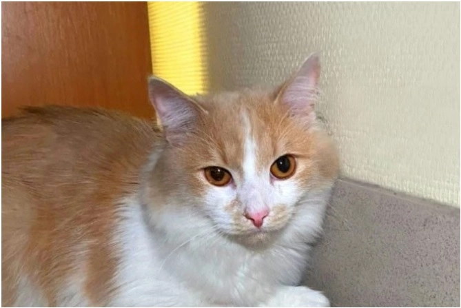 Персик, он же Кольцов Персик, он же Кольцов