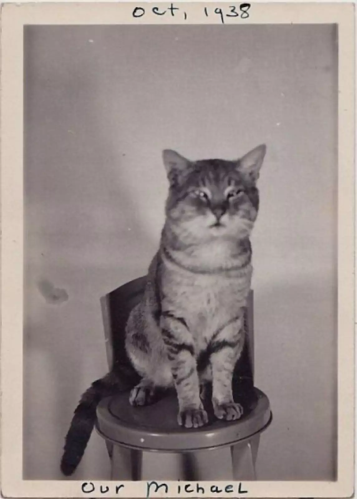 Кот по кличке Михаил, 1938 год. 