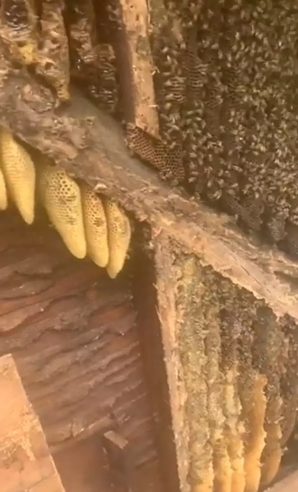 В доме, кроме мужа и жены, было еще 450 тысяч пчел. В доме, кроме мужа и жены, было еще 450 тысяч пчел.