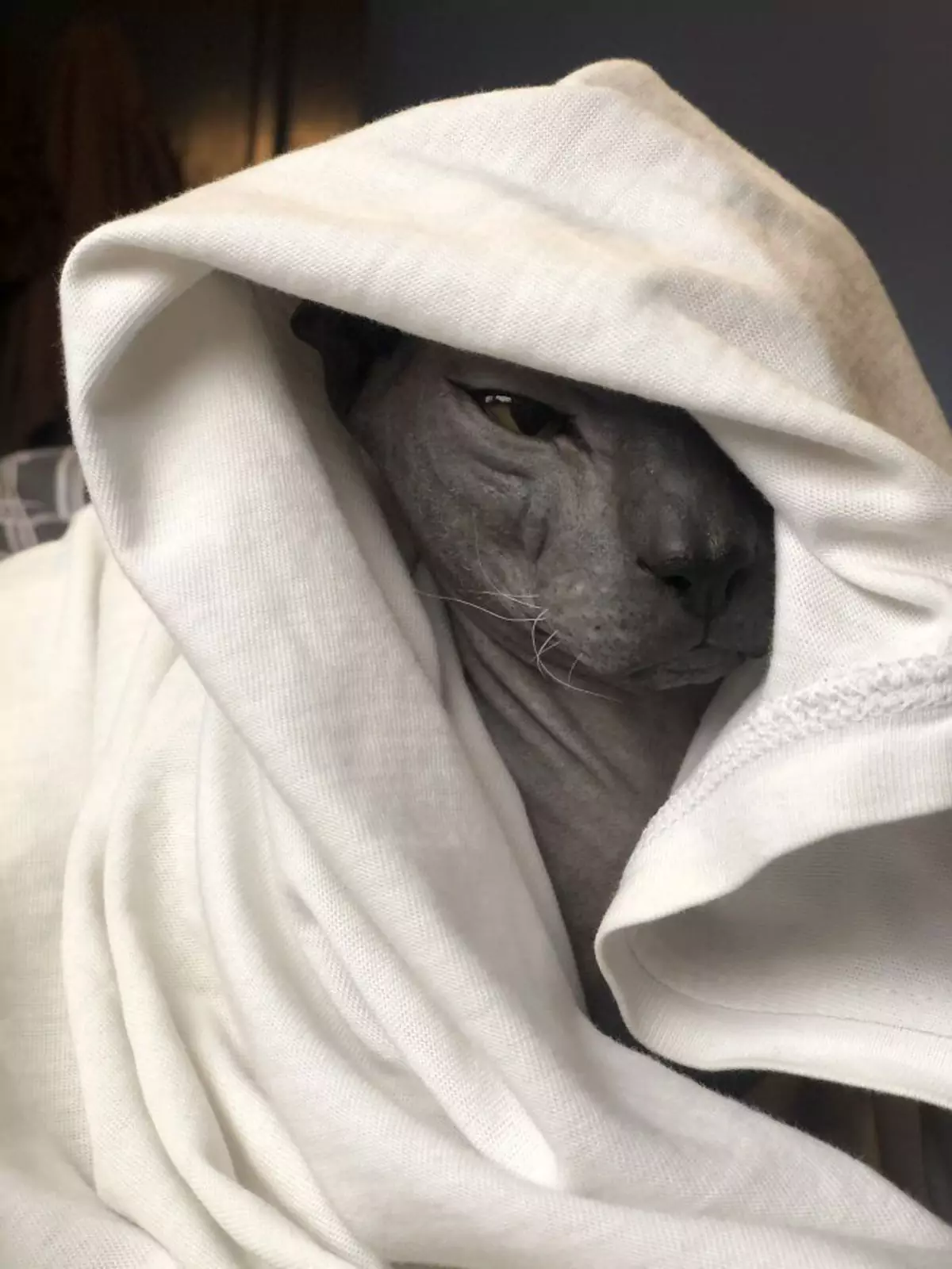 «Что ты сделал со мной, человек?» «Что ты сделал со мной, человек?»