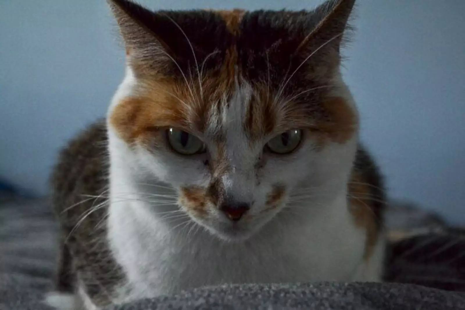 «Шелби не любит фотографироваться». «Шелби не любит фотографироваться».