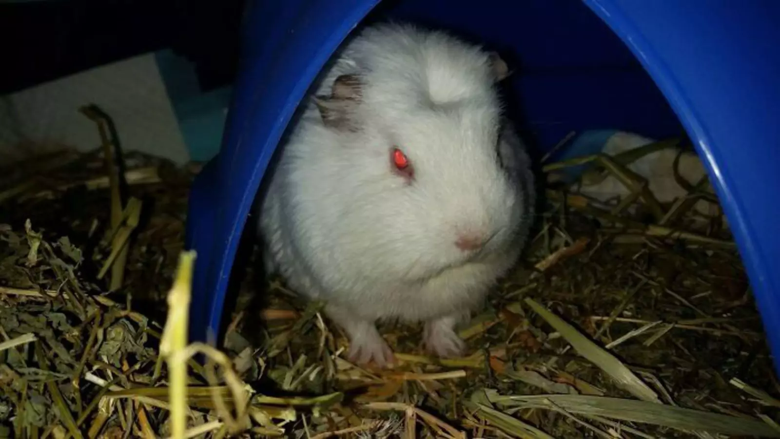 «Мой Паффи — доказательство того, что животные могут быть злыми». «Мой Паффи — доказательство того, что животные могут быть злыми».