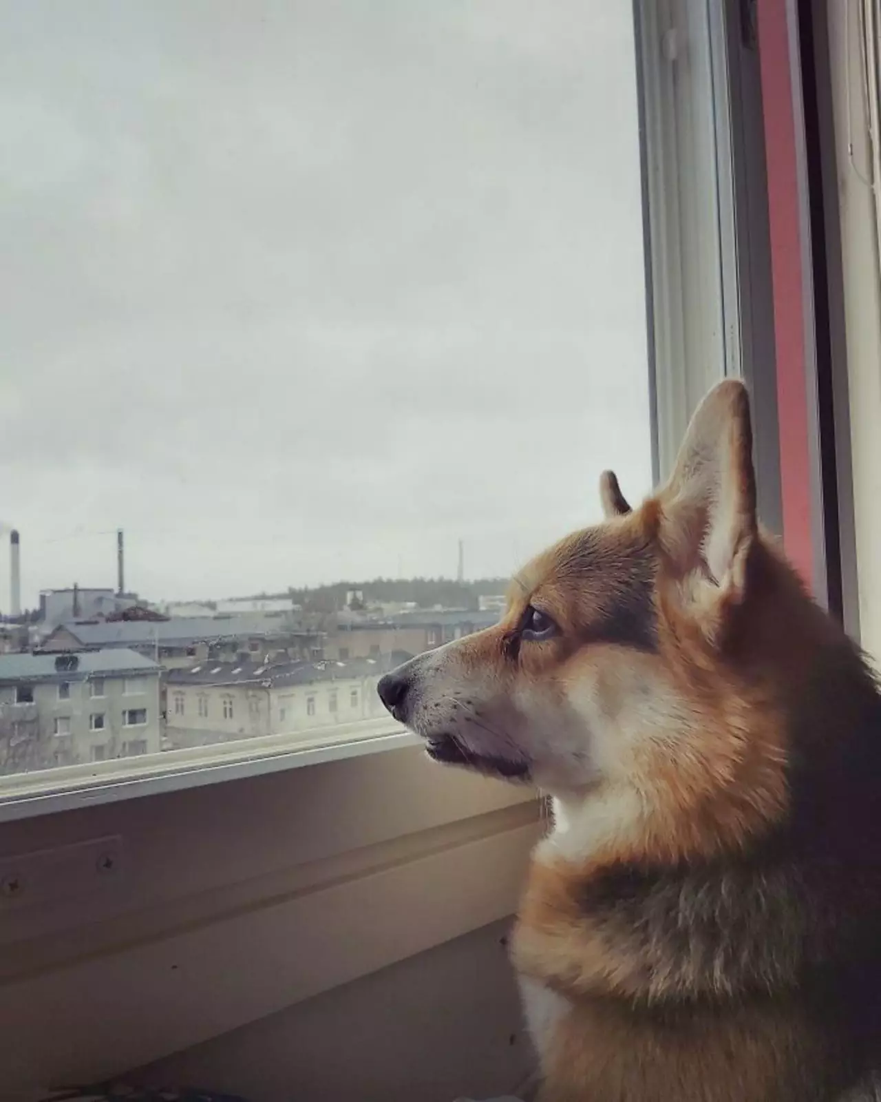 «Я слишком поздно его покормила». «Я слишком поздно его покормила».