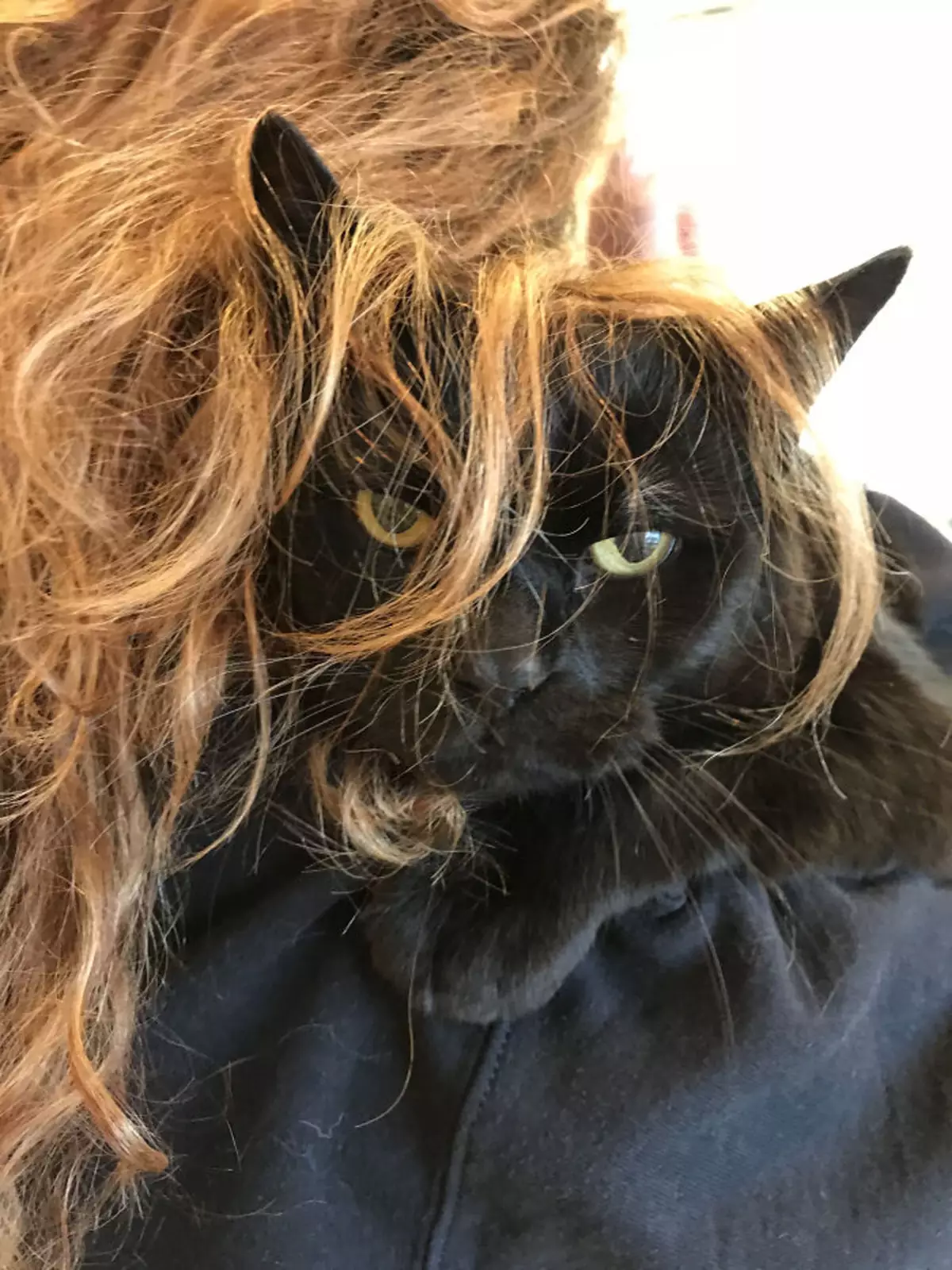 «Когда узнал, что тебя снова привезли к ветеринару». «Когда узнал, что тебя снова привезли к ветеринару».