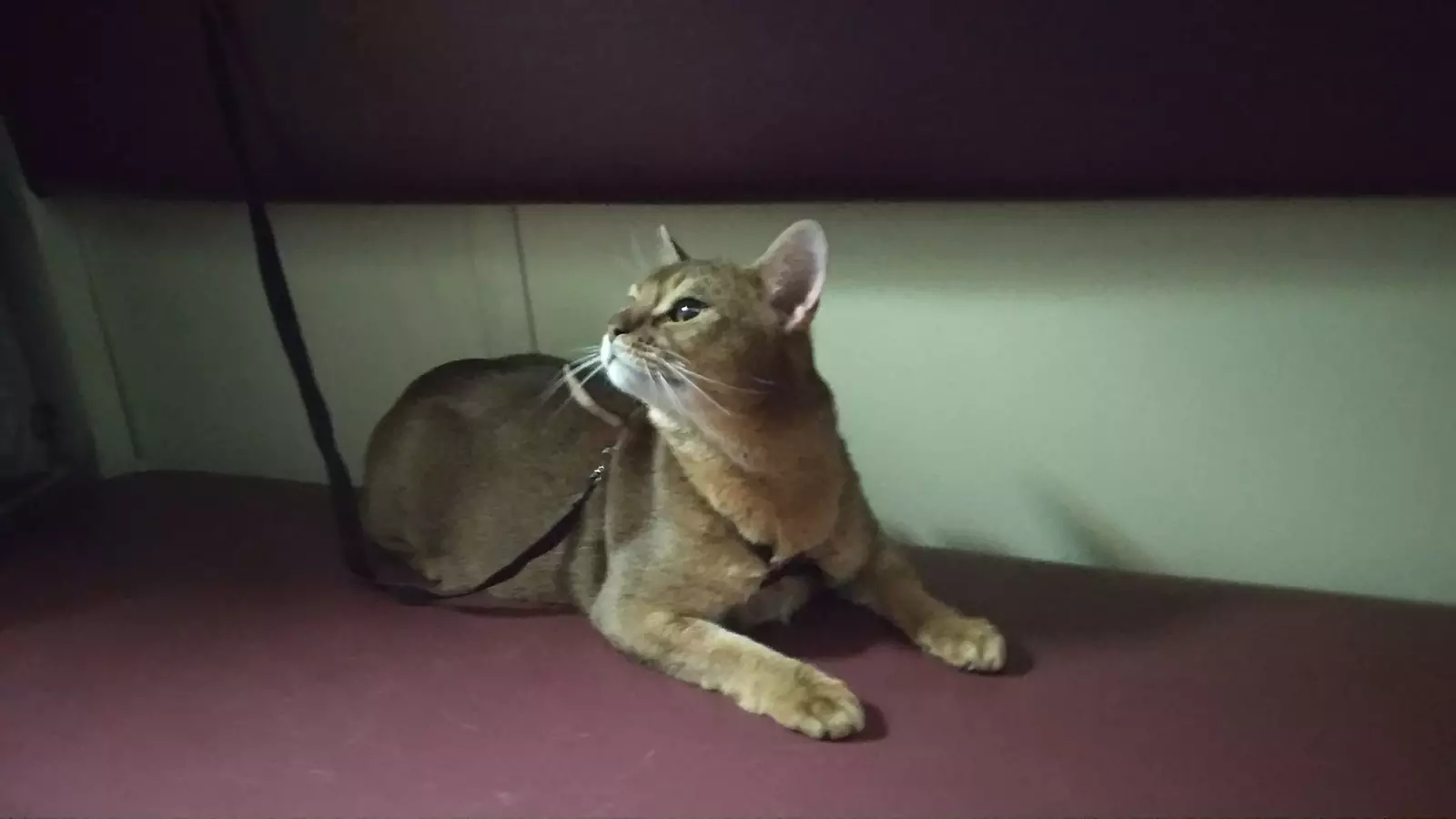 “Приятное соседство, засыпал я под урчание трактора на соседней полке”. “Приятное соседство, засыпал я под урчание трактора на соседней полке”.