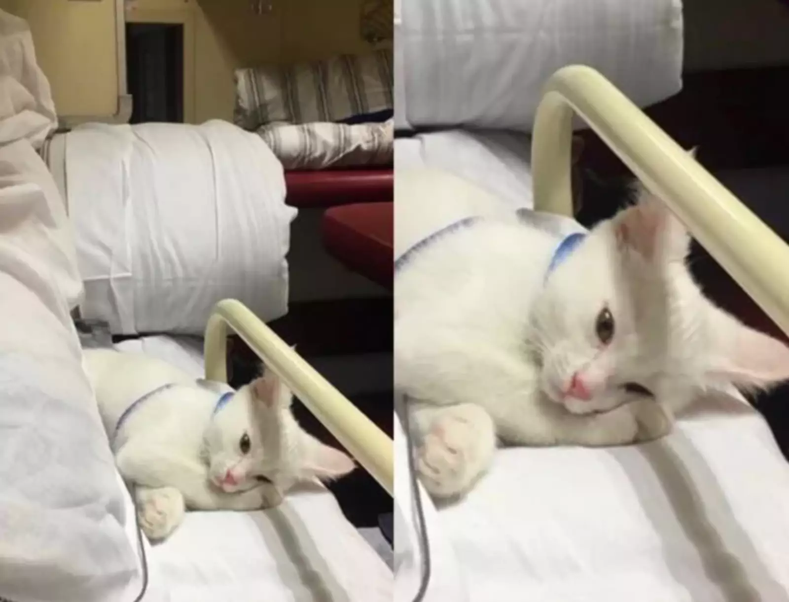 Судя по взгляду, он держит путь в Новосибирск. Судя по взгляду, он держит путь в Новосибирск.