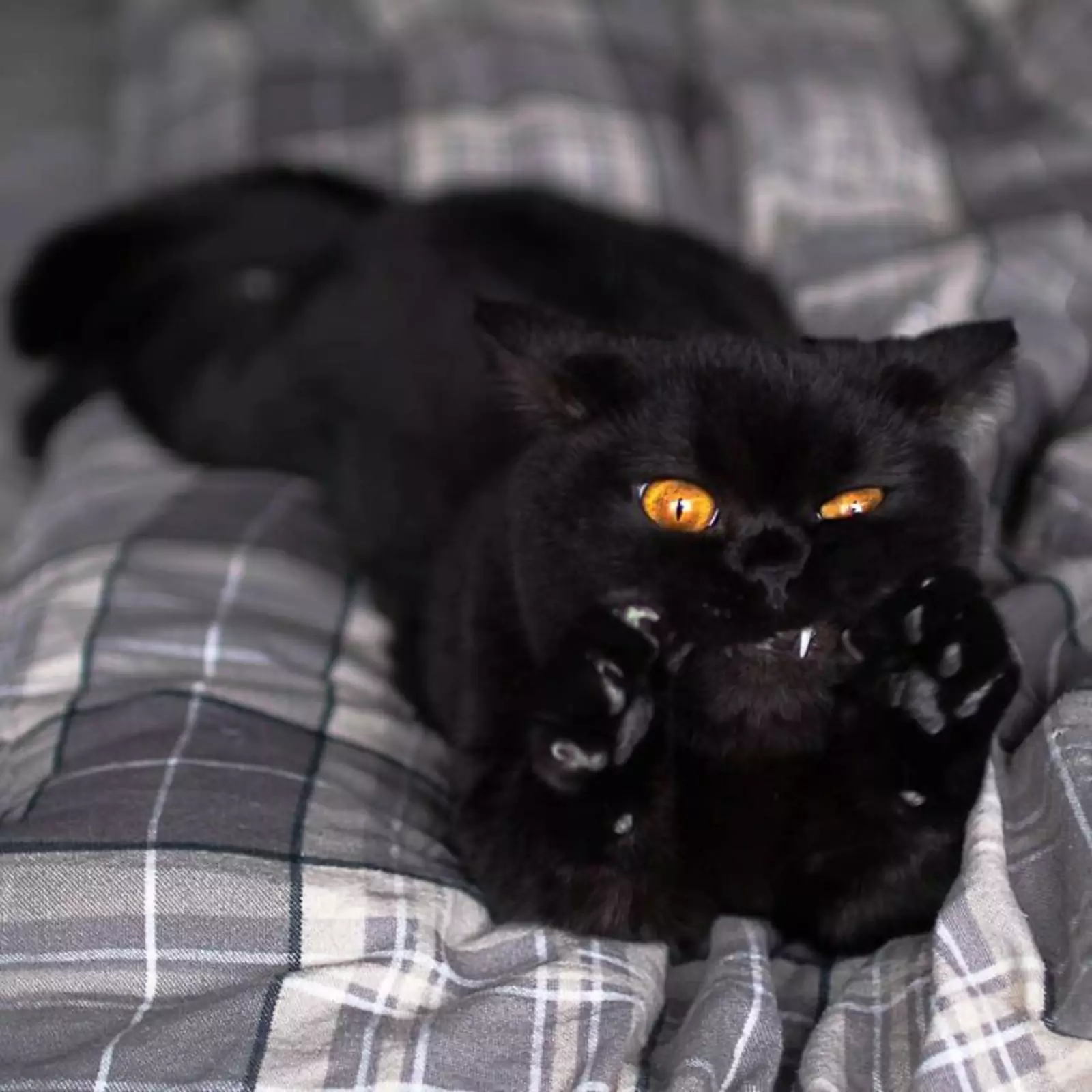 Пытается напугать кожаных. Пытается напугать кожаных.