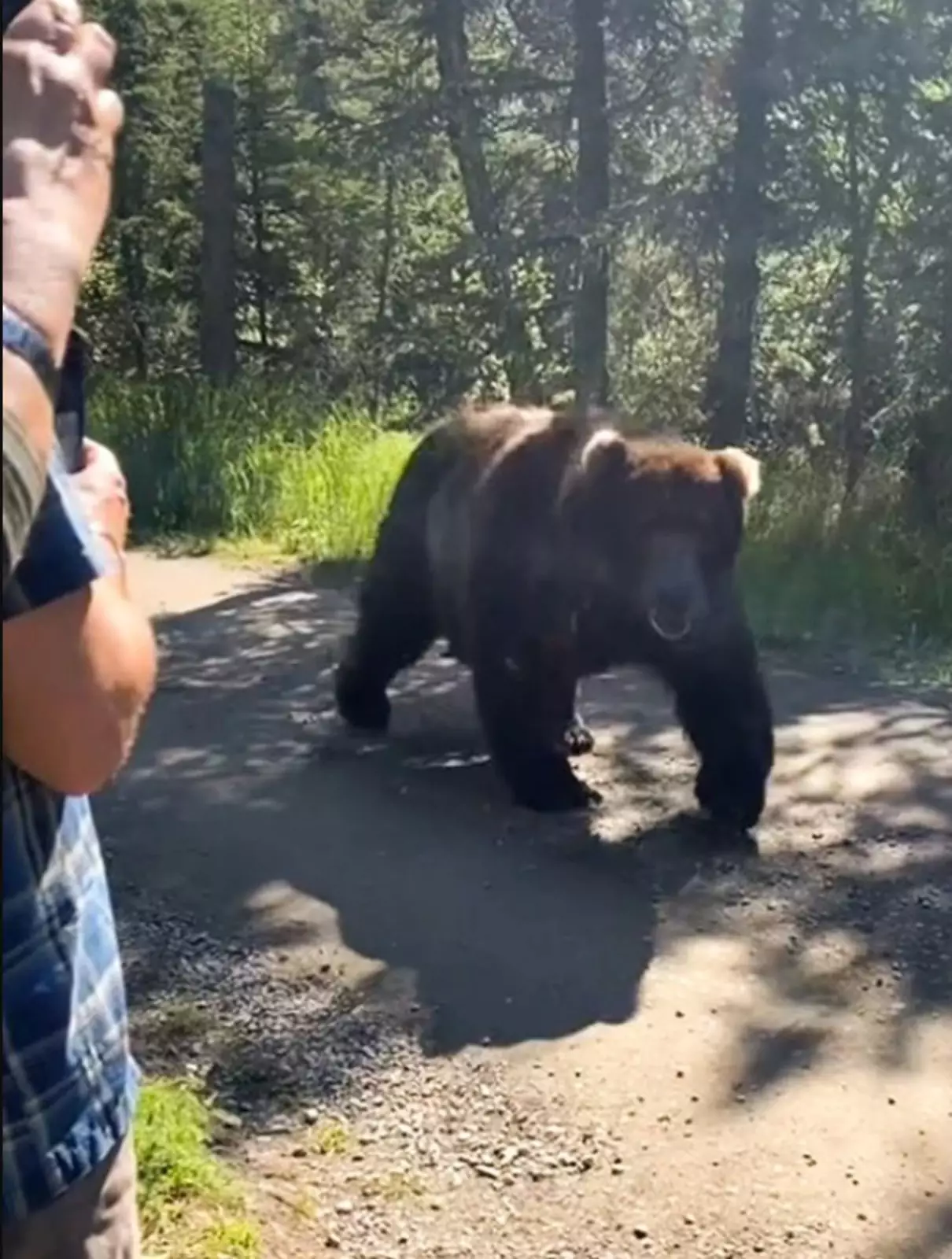 Группа туристов спокойно гуляла про тропинкам парка, как вдруг на одну из них вышел косолапый. Группа туристов спокойно гуляла про тропинкам парка, как вдруг на одну из них вышел косолапый.