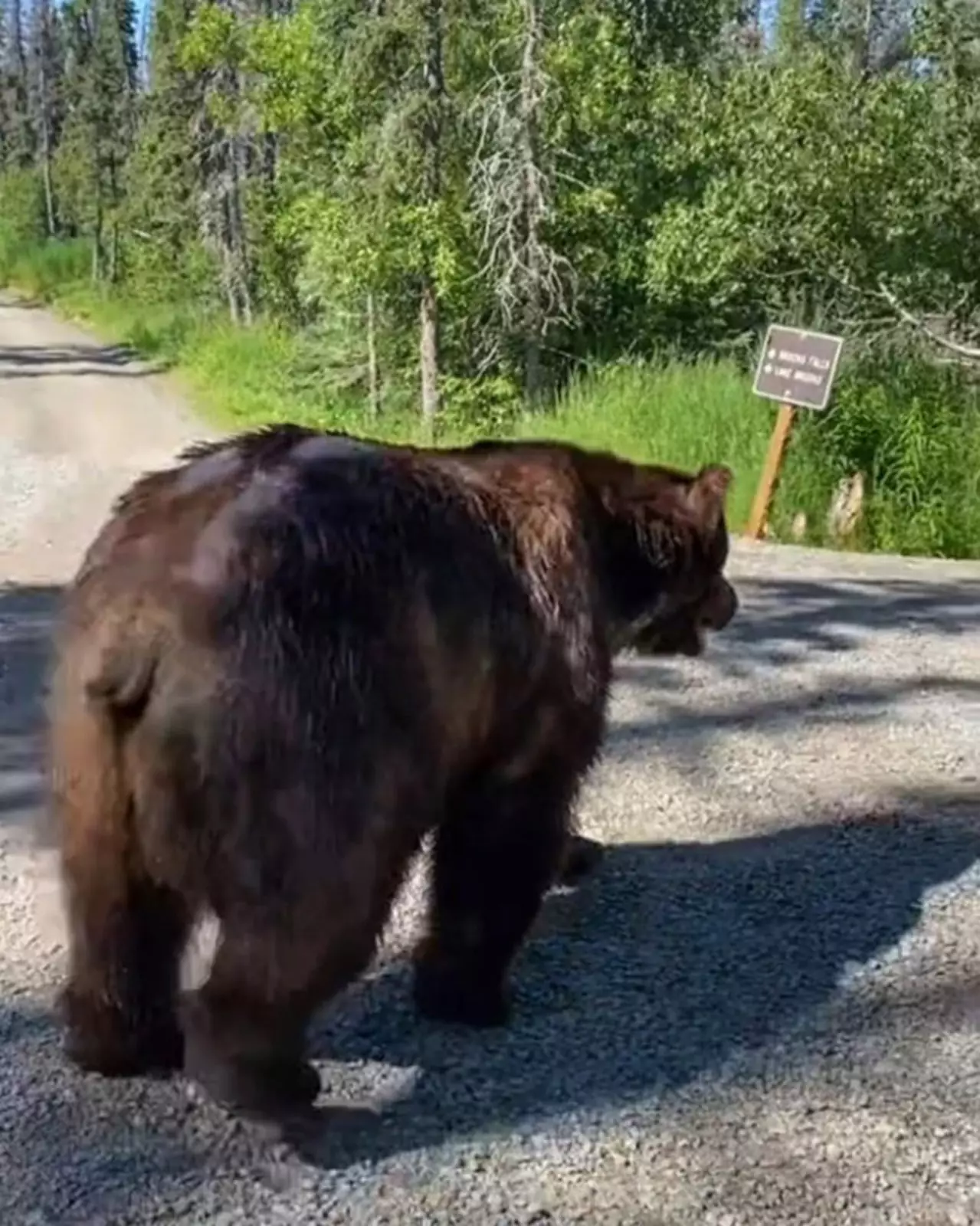 В итоге гризли несколько раз прошел мимо молящихся всем богам туристов, а потом гордо удалился по своим медвежьим делам. В итоге гризли несколько раз прошел мимо молящихся всем богам туристов, а потом гордо удалился по своим медвежьим делам.