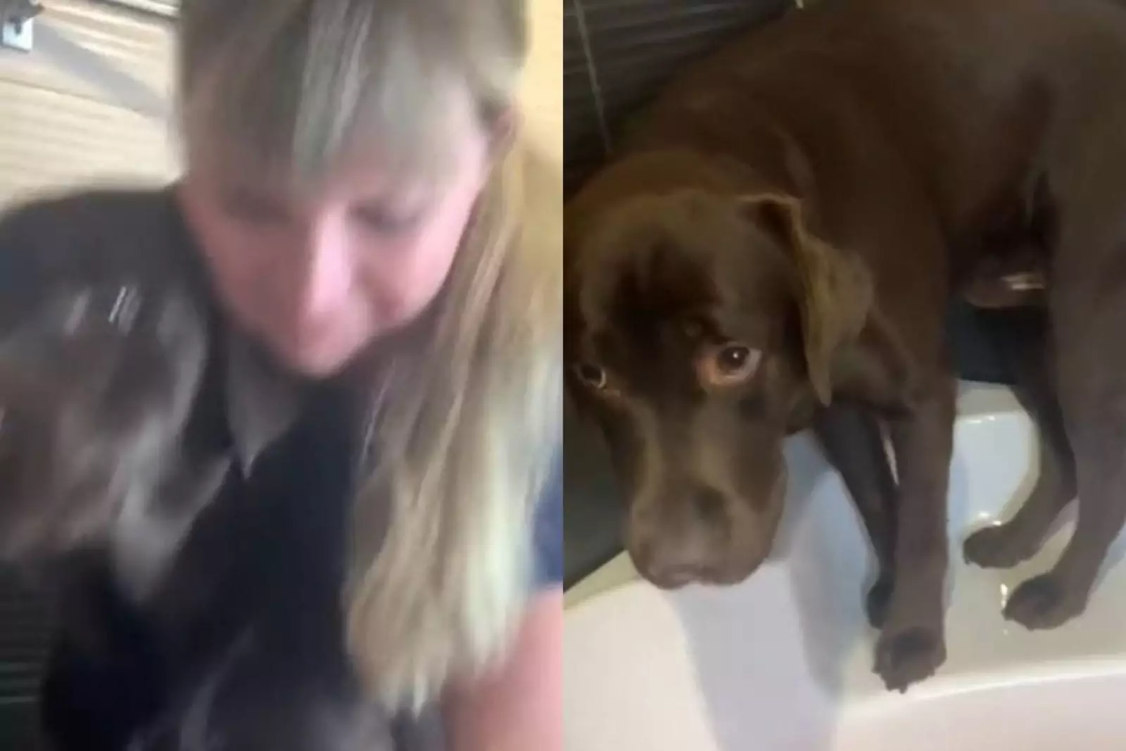 Раз про собаку. Стихотворение о людях, которые любят животных. Паппи крошка из беверли хиллз. Стихотворение о людях, которые любят животных. Собаки.