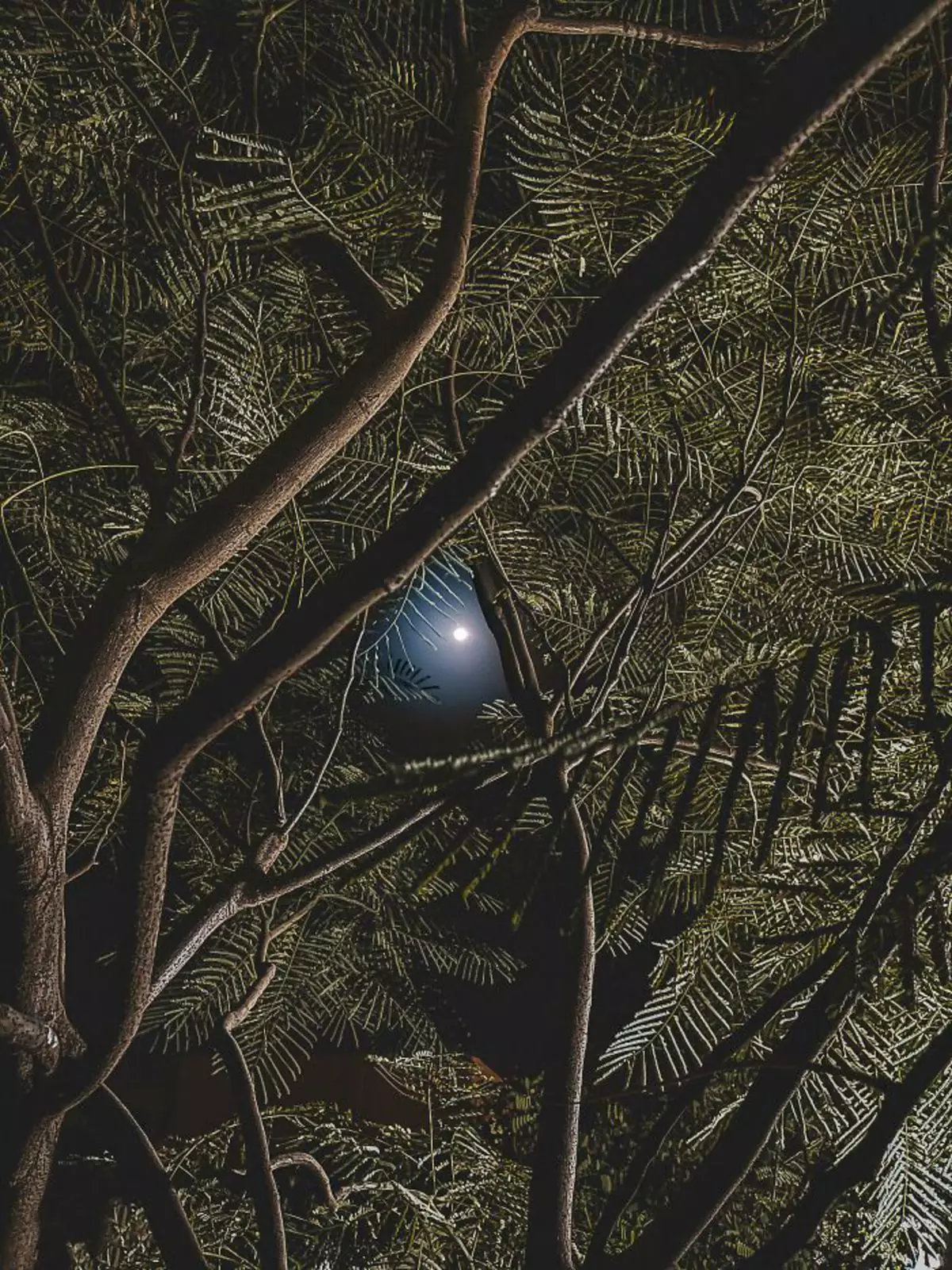 Мой блестящий синий свадебный шар, застрявший в дереве. Мой блестящий синий свадебный шар, застрявший в дереве.