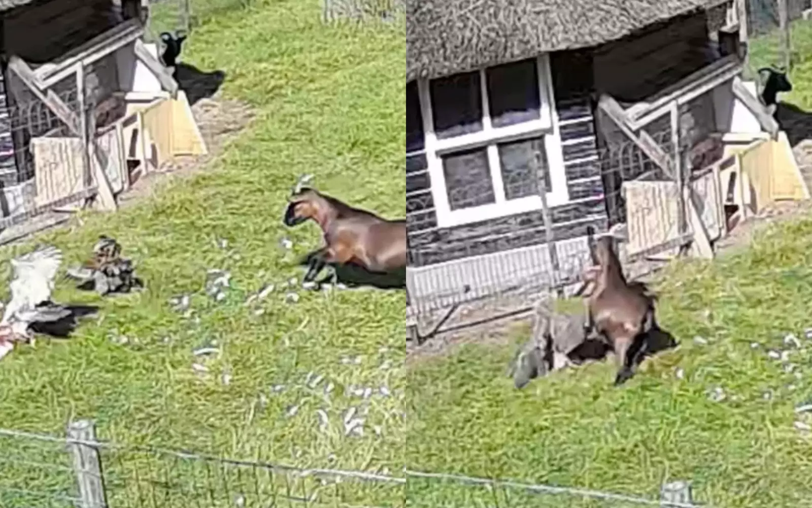 Женщина красноярского края спасла волка. Фотографии где люди спасают коз. Спасли козу. Животные спасатели. Снежный плен.