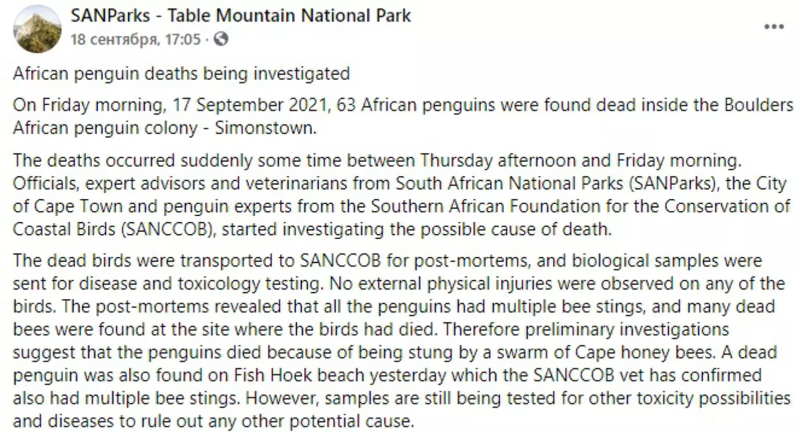 Мертвый пингвин, найденный вчера на пляже Фиш-Хук, тоже получил множество пчелиных укусов. Тем не менее, проводится дальнейшая экспертиза на предмет обнаружения возможных токсичных веществ или заболеваний у животных.