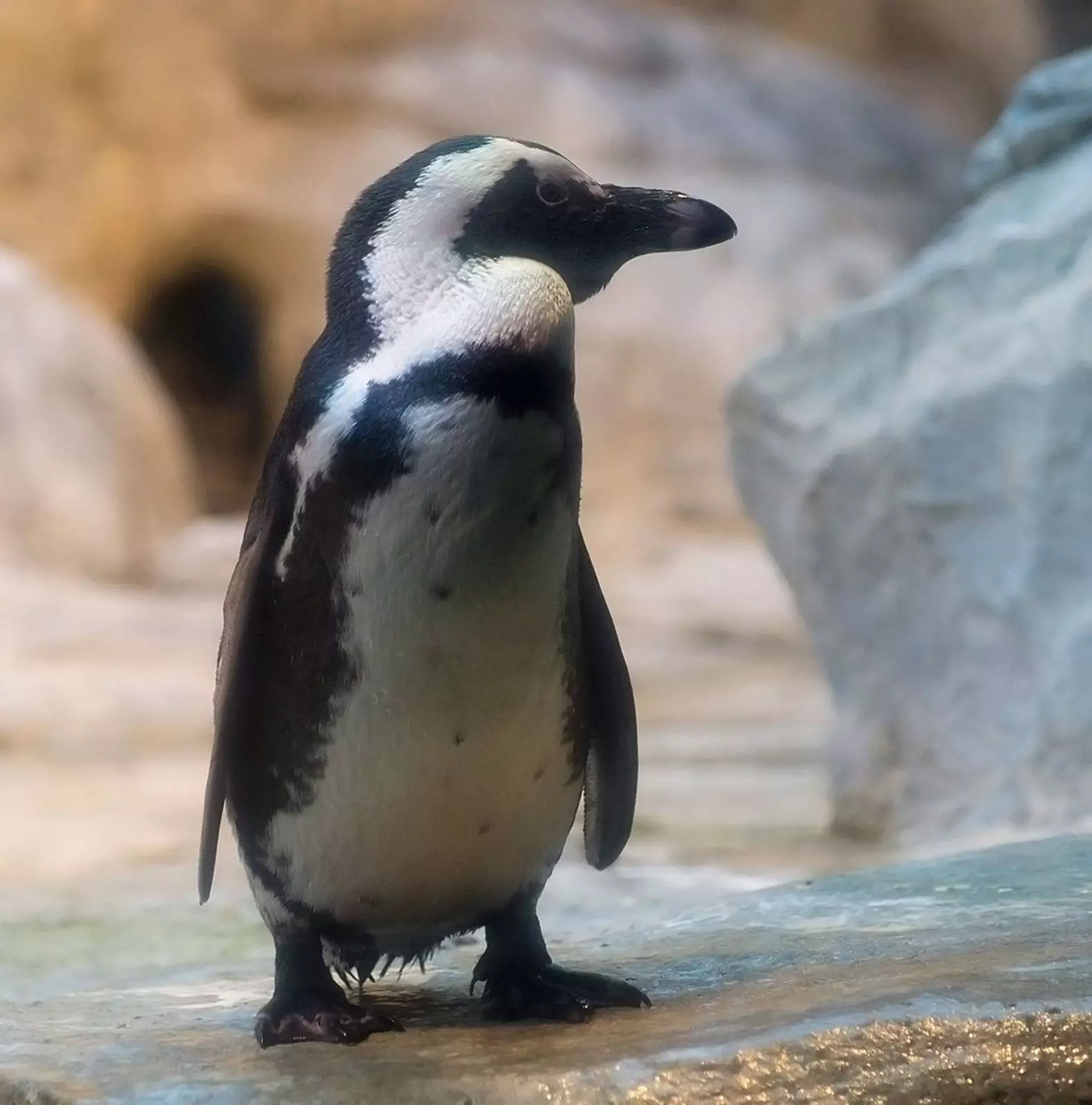Очковый пингвин в зоопарке