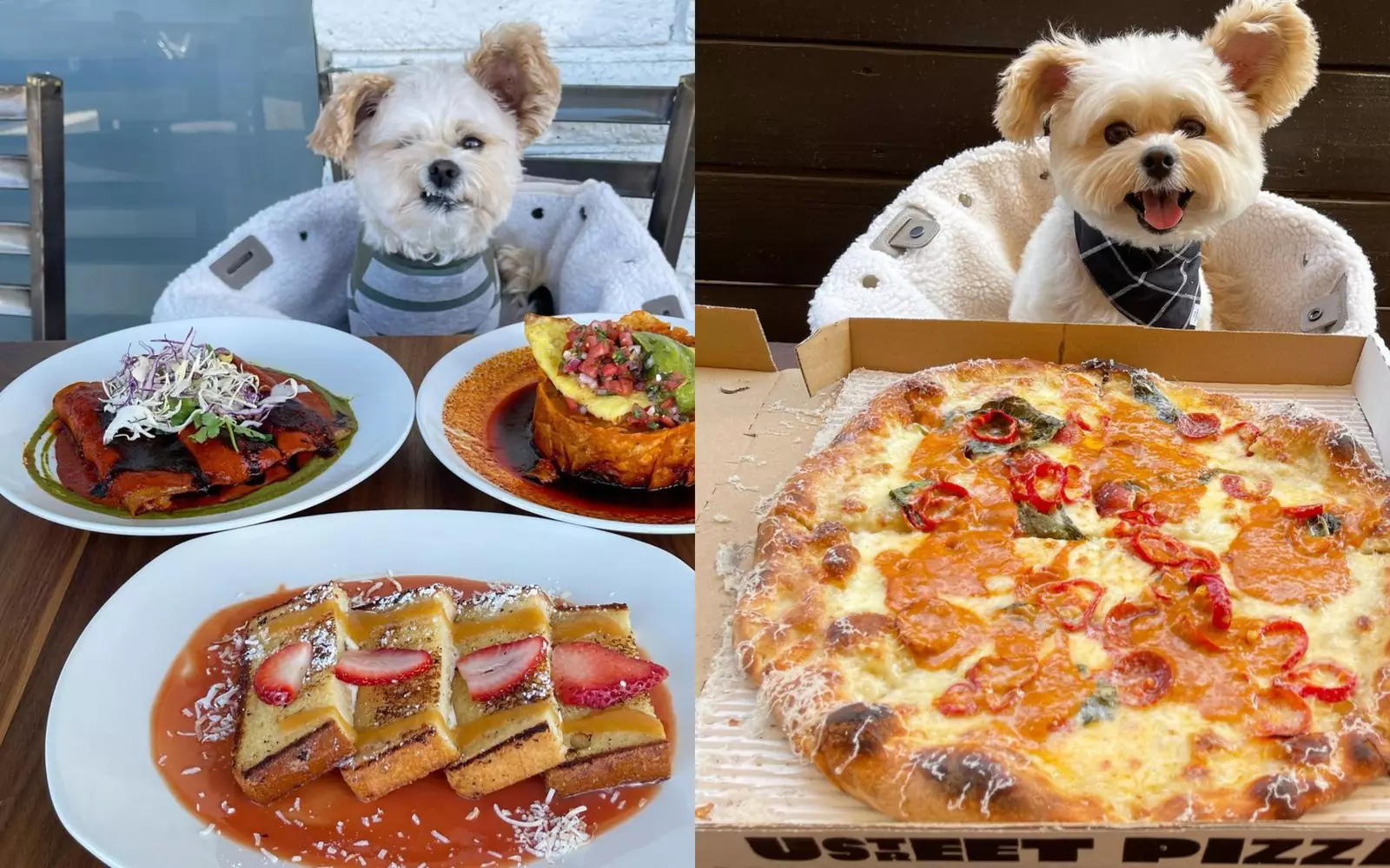 Теперь симпатичный маленький собакен постоянно посещает вместе с хозяевами различные кафе и рестораны и фотографируется рядом с едой.