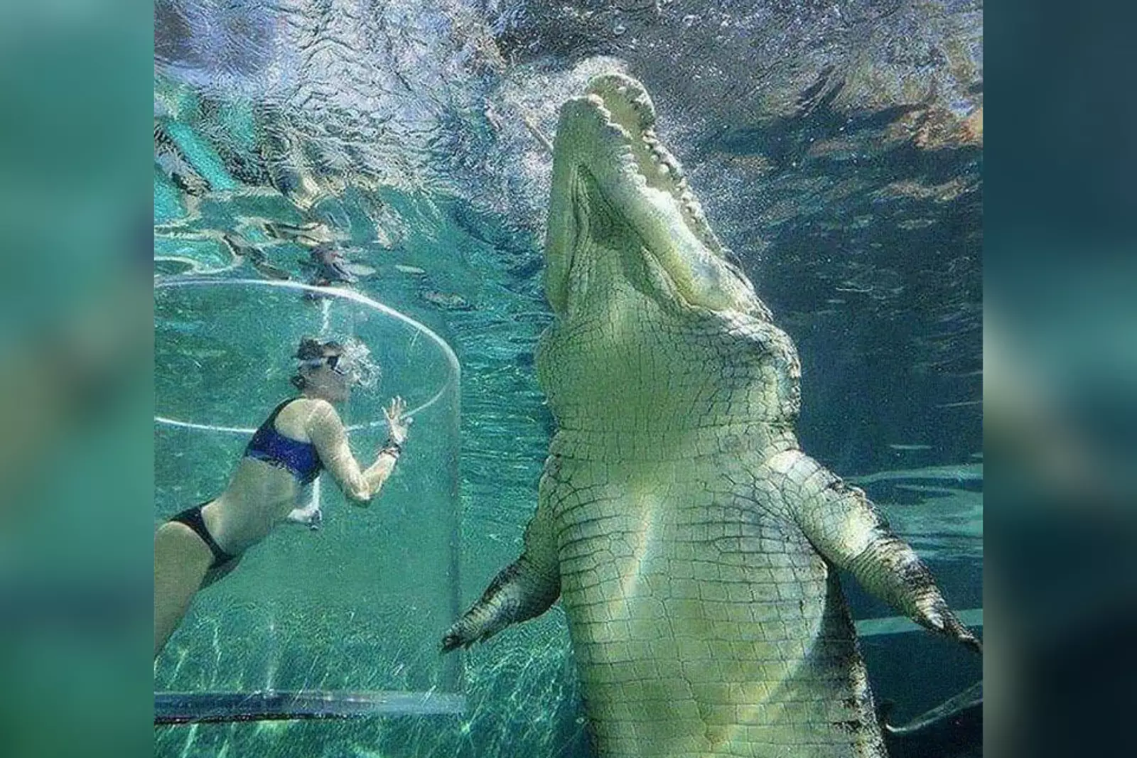 Какой большой крокодильчик! Можно и с ним рядом в колбе поплавать. Какой большой крокодильчик! Можно и с ним рядом в колбе поплавать.