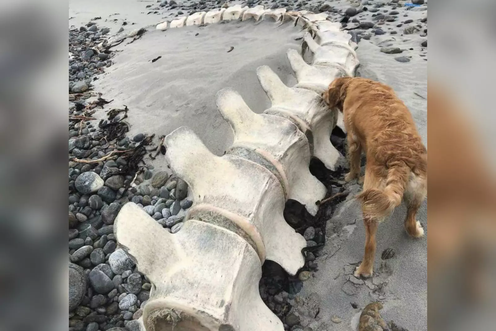 Позвоночник кита. Да, собачка, эти косточки тебе не по зубам. Позвоночник кита. Да, собачка, эти косточки тебе не по зубам.