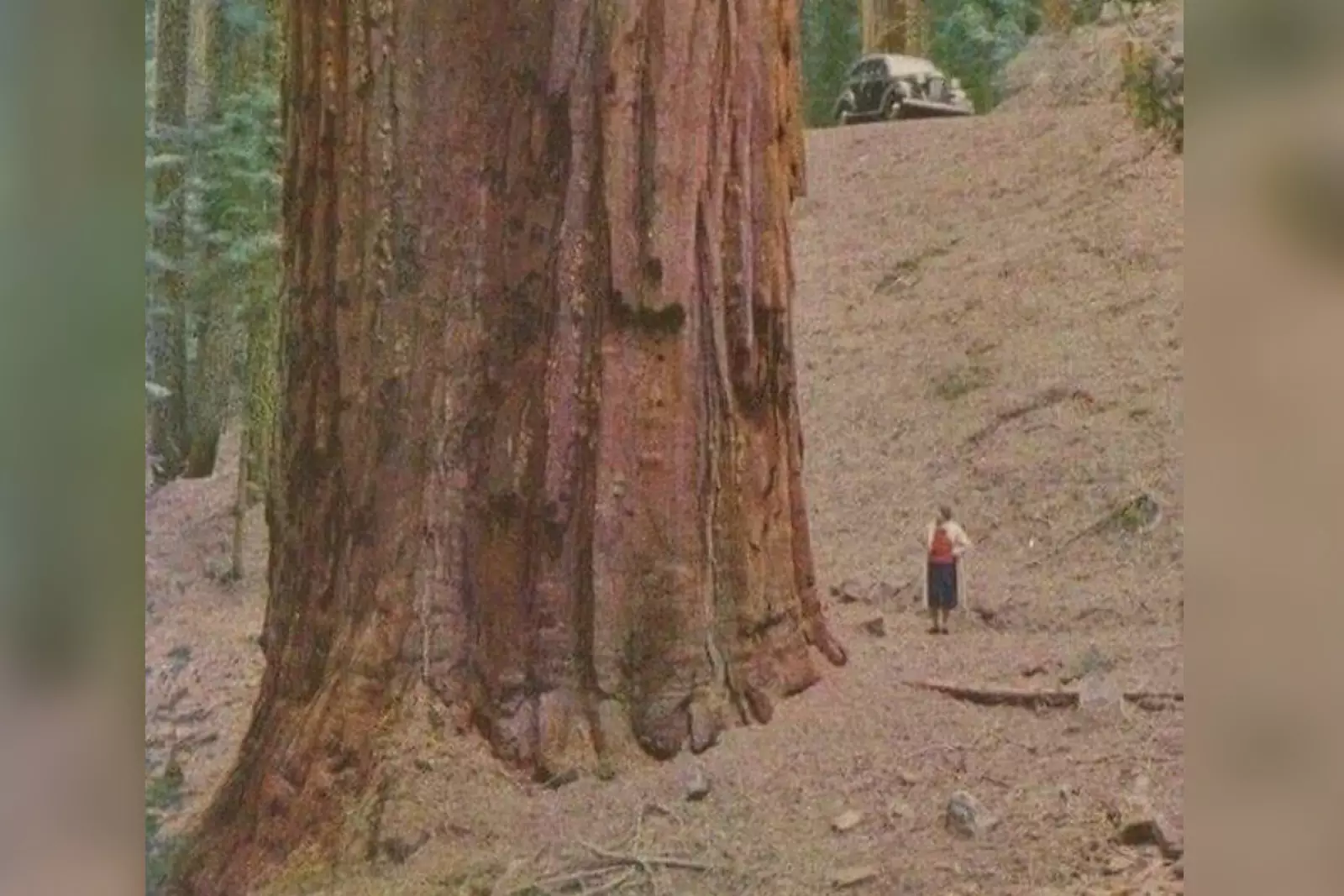 Секвойи могут достигать 110 метров в высоту. Наверняка эпичное зрелище. Секвойи могут достигать 110 метров в высоту. Наверняка эпичное зрелище.