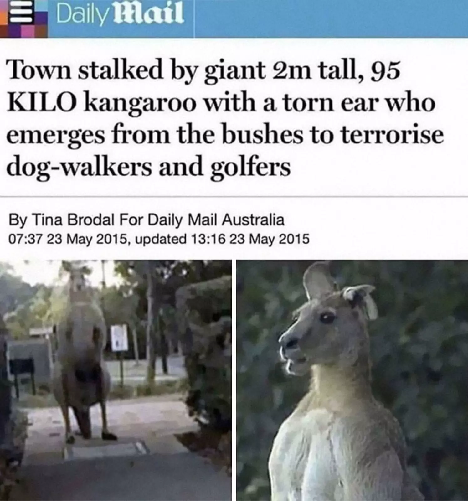 Как же страшно жить в Австралии! Там двухметровые кенгуру терроризируют население! Как же страшно жить в Австралии! Там двухметровые кенгуру терроризируют население!