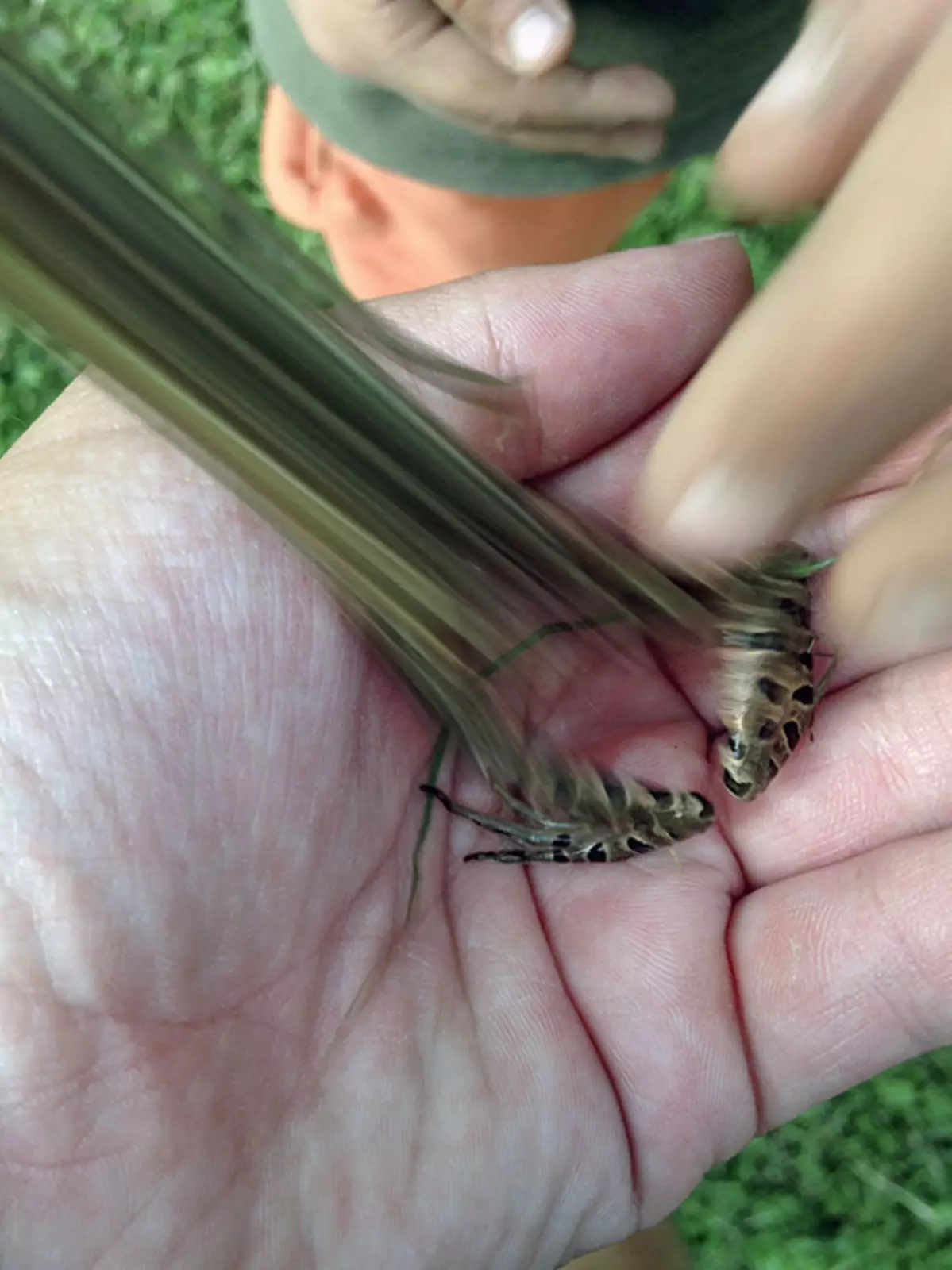 Лягушка спрыгнула в тот момент, когда я ее фотографировал. Наверное, лучшее фото в моей жизни. Лягушка спрыгнула в тот момент, когда я ее фотографировал. Наверное, лучшее фото в моей жизни.