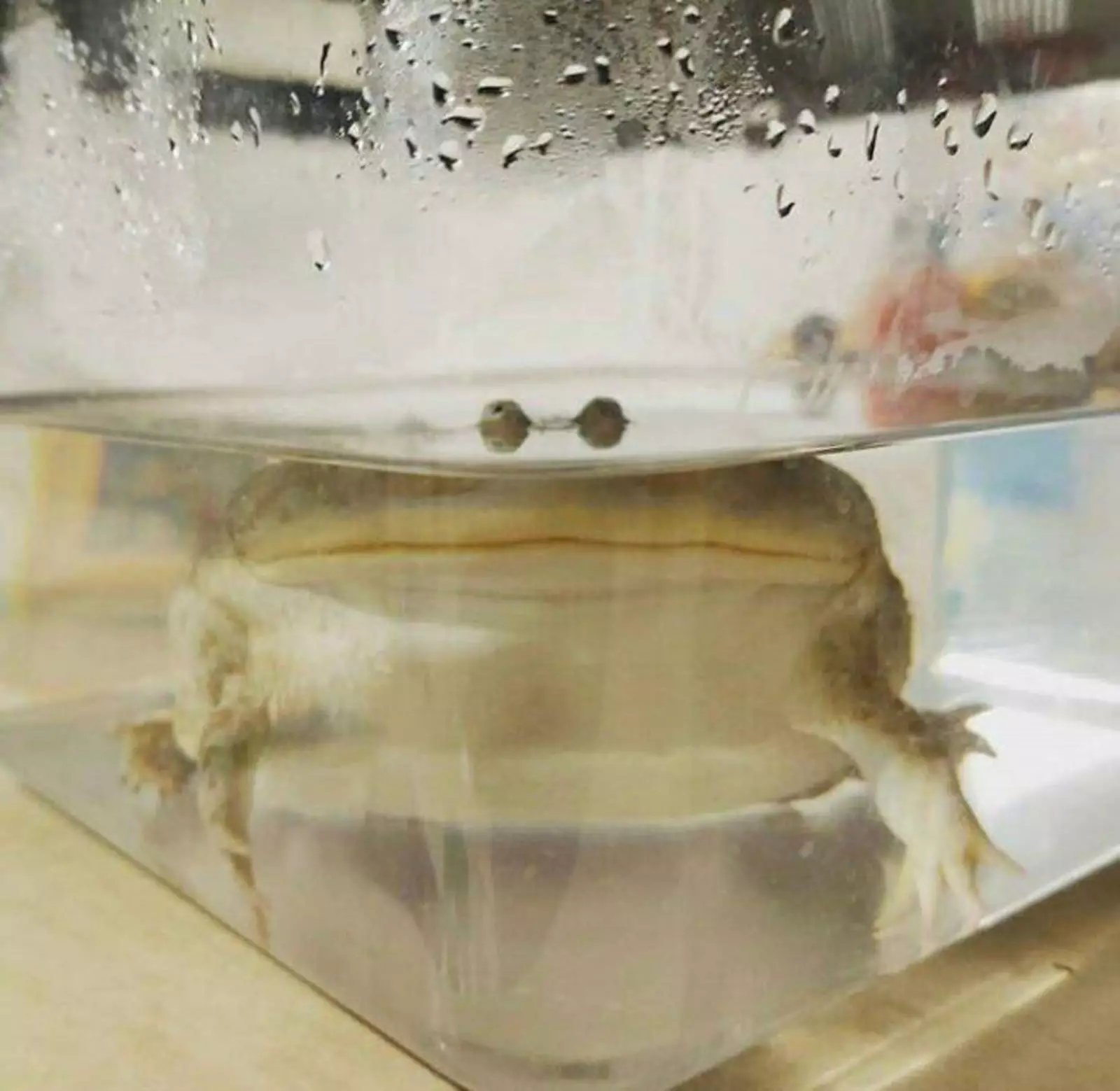 Ну чем не босс мафии? Ну чем не босс мафии?