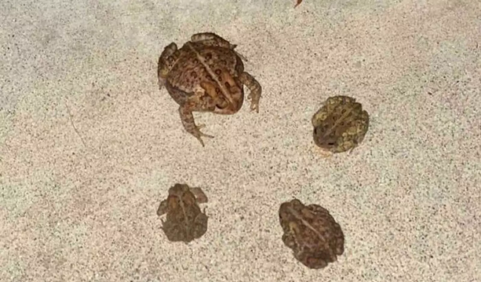 Похоже, вчера у меня во дворе проходила настоящая сходка. Похоже, вчера у меня во дворе проходила настоящая сходка.