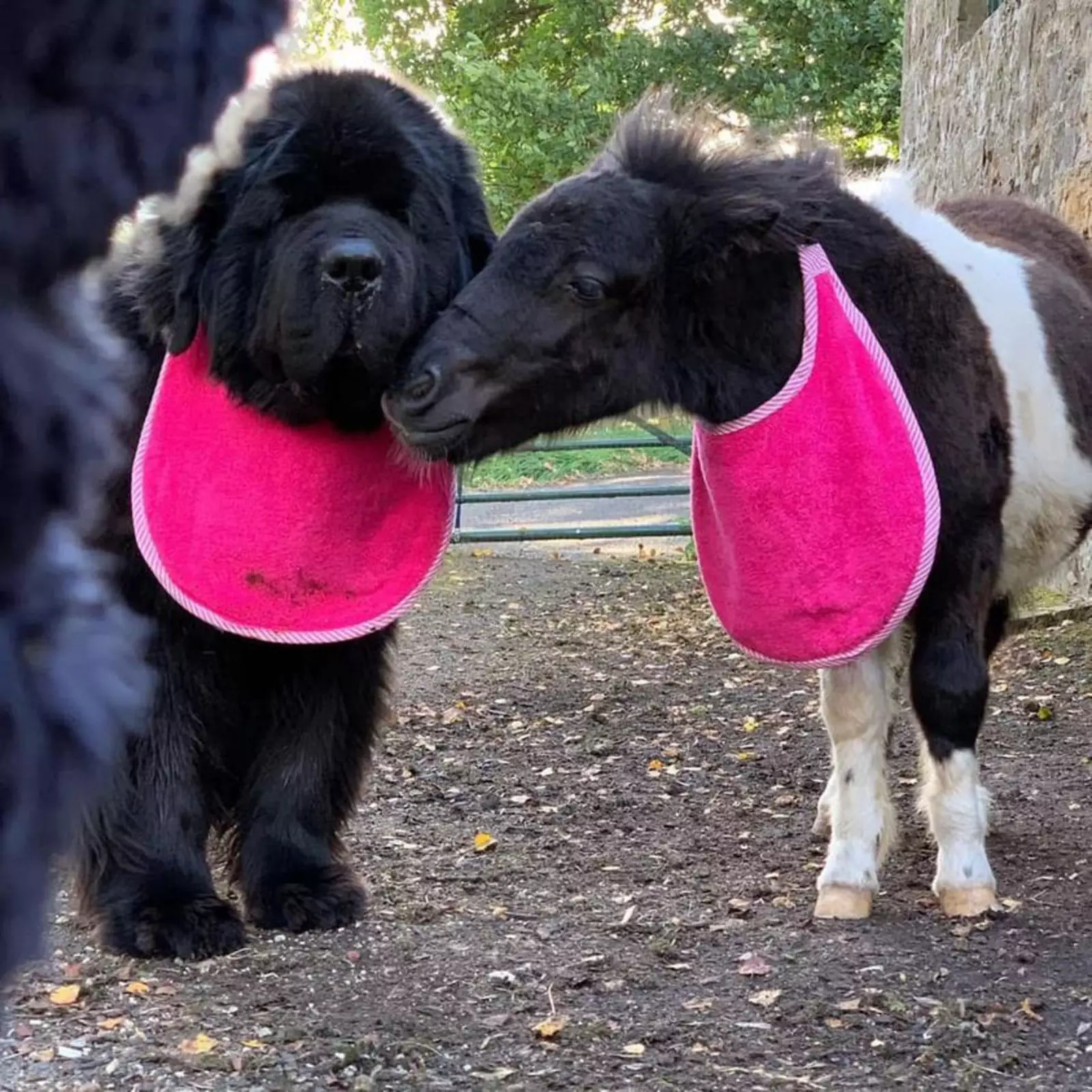 Пони Саттон и пес Дом. Пони Саттон и пес Дом.